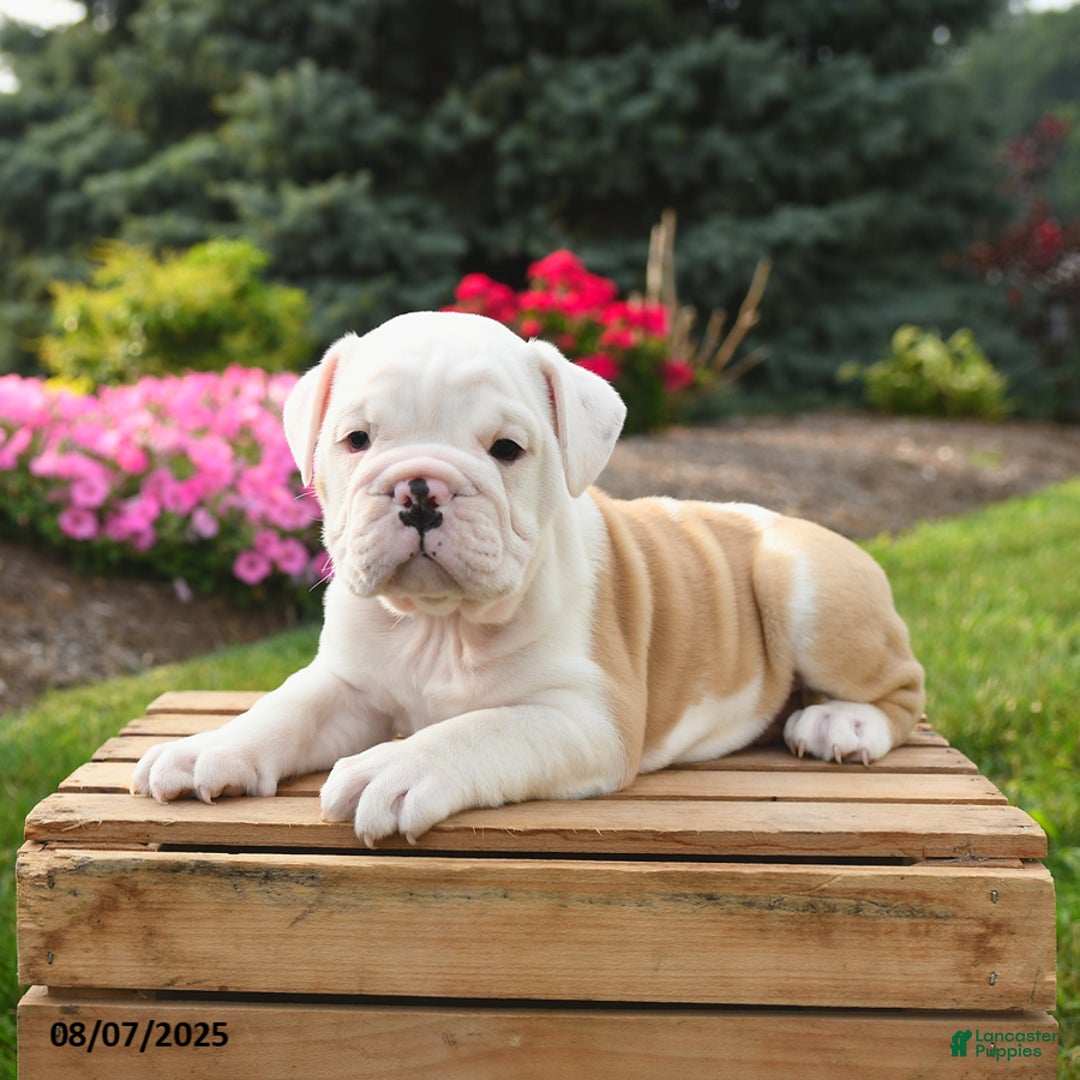 English Bulldog dogs for sale: Caesar - Image 5