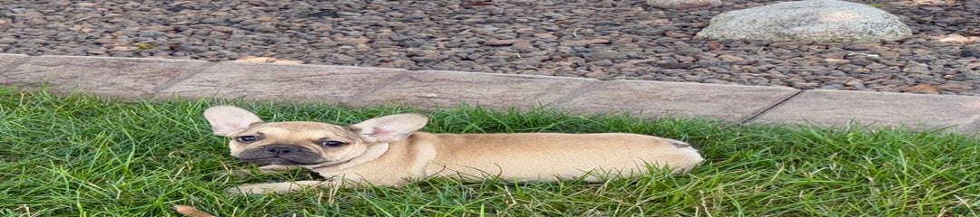 Sandy