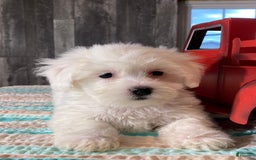 Havanese dogs for sale: Holly - Image 2