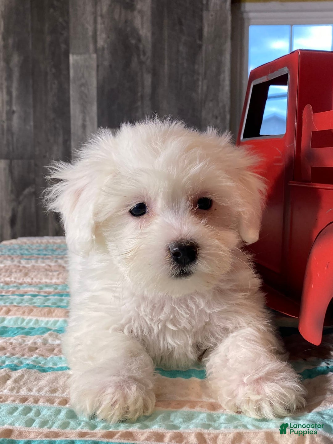Havanese dogs for sale: Holly - Image 2