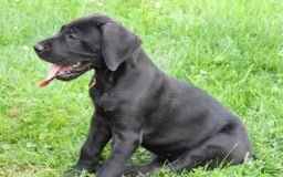 Great Dane dogs for sale: Storm - Image 30