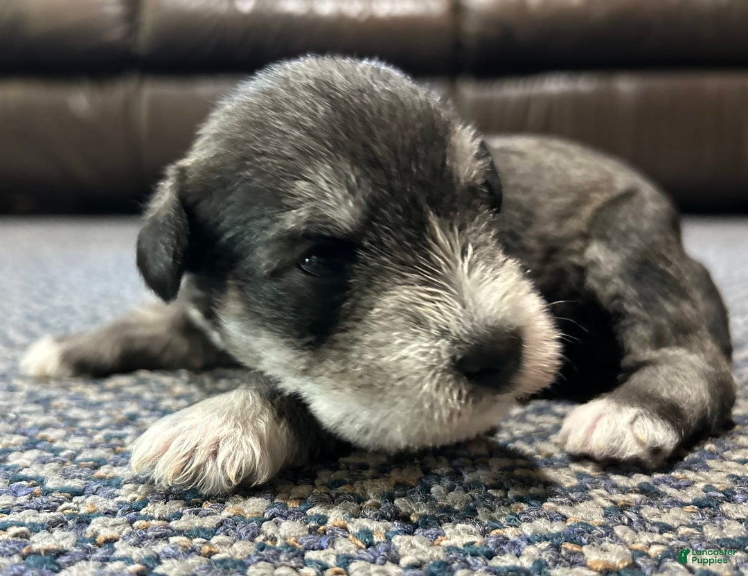Miniature Schnauzer dogs for sale: Cooper - Image 5