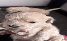 Maltese dogs for sale: Junu - Image 5