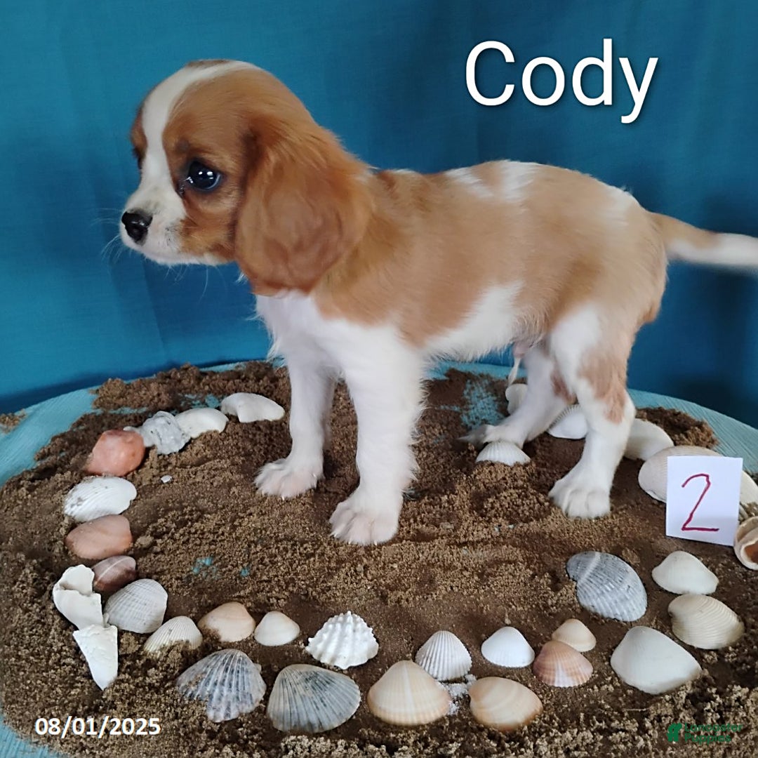 Cavalier King Charles Spaniel dogs for sale: Candy - Image 3