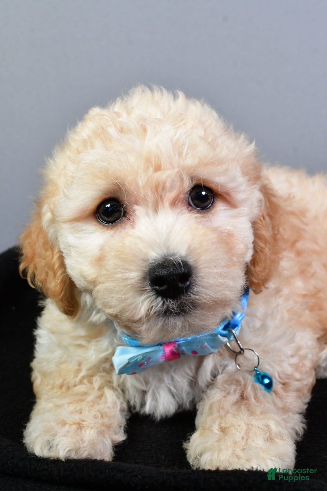 Bichpoo dogs for sale: Sammy - Image 3