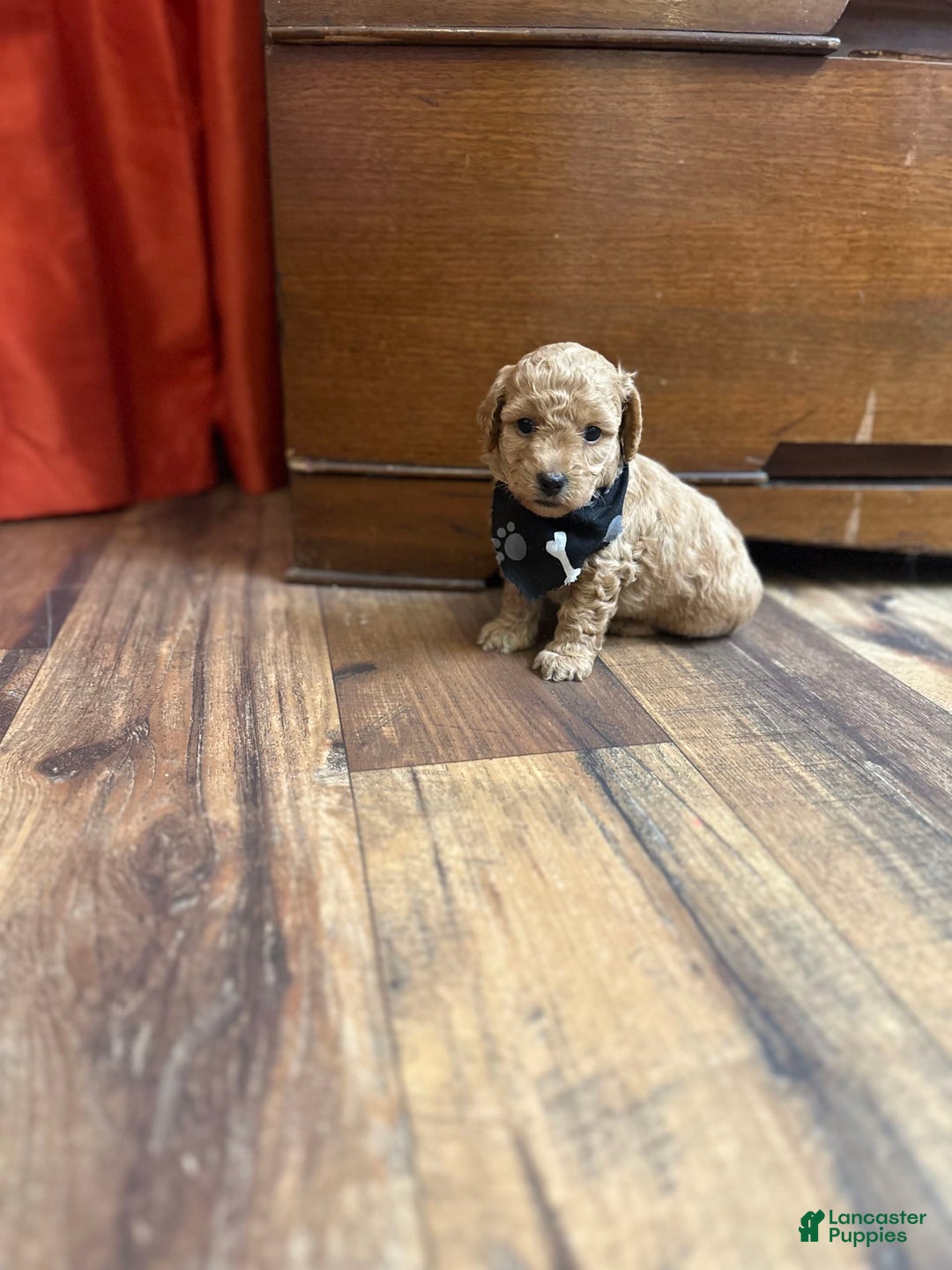 Bichpoo dogs for sale: Noah - Image 6