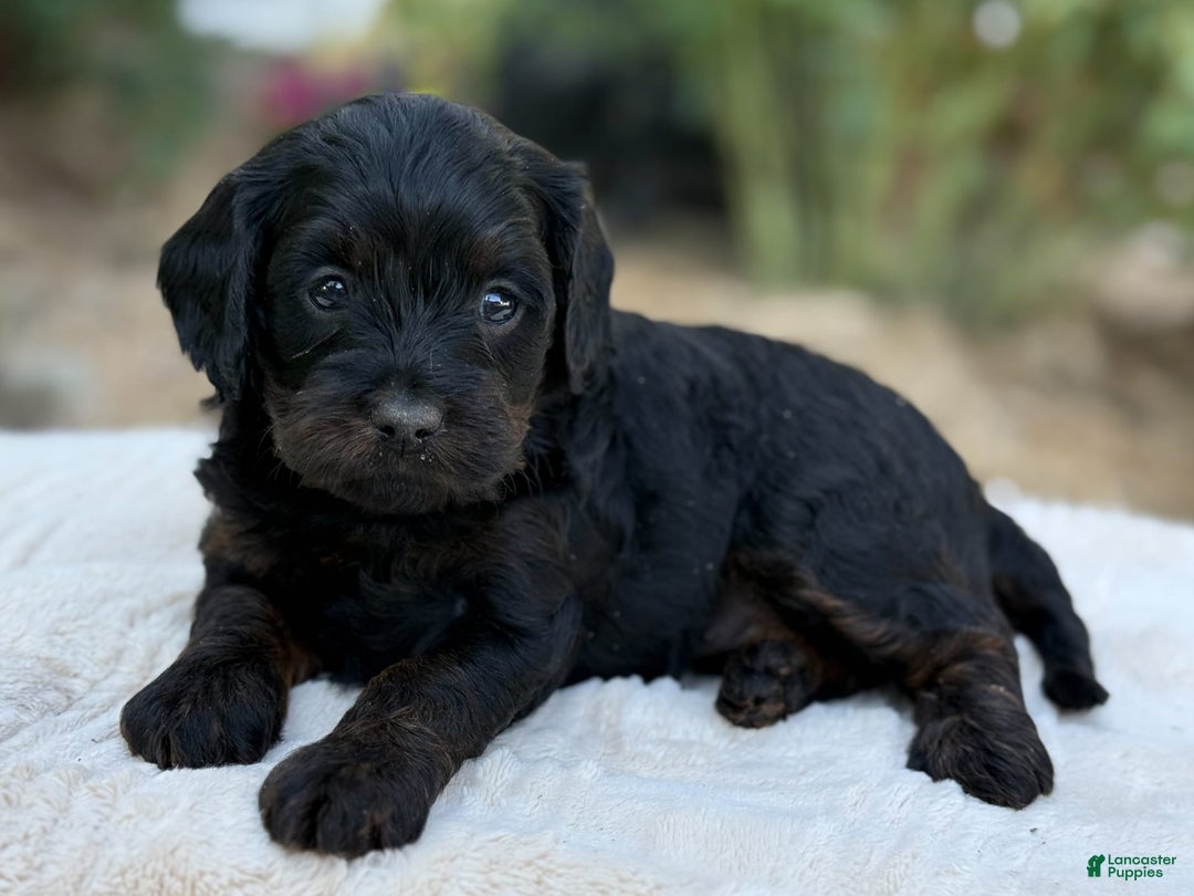 Cavapoo dogs for sale: Luna - Image 6