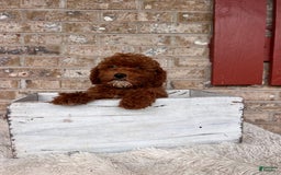  dogs for sale: Dallas - Image 6
