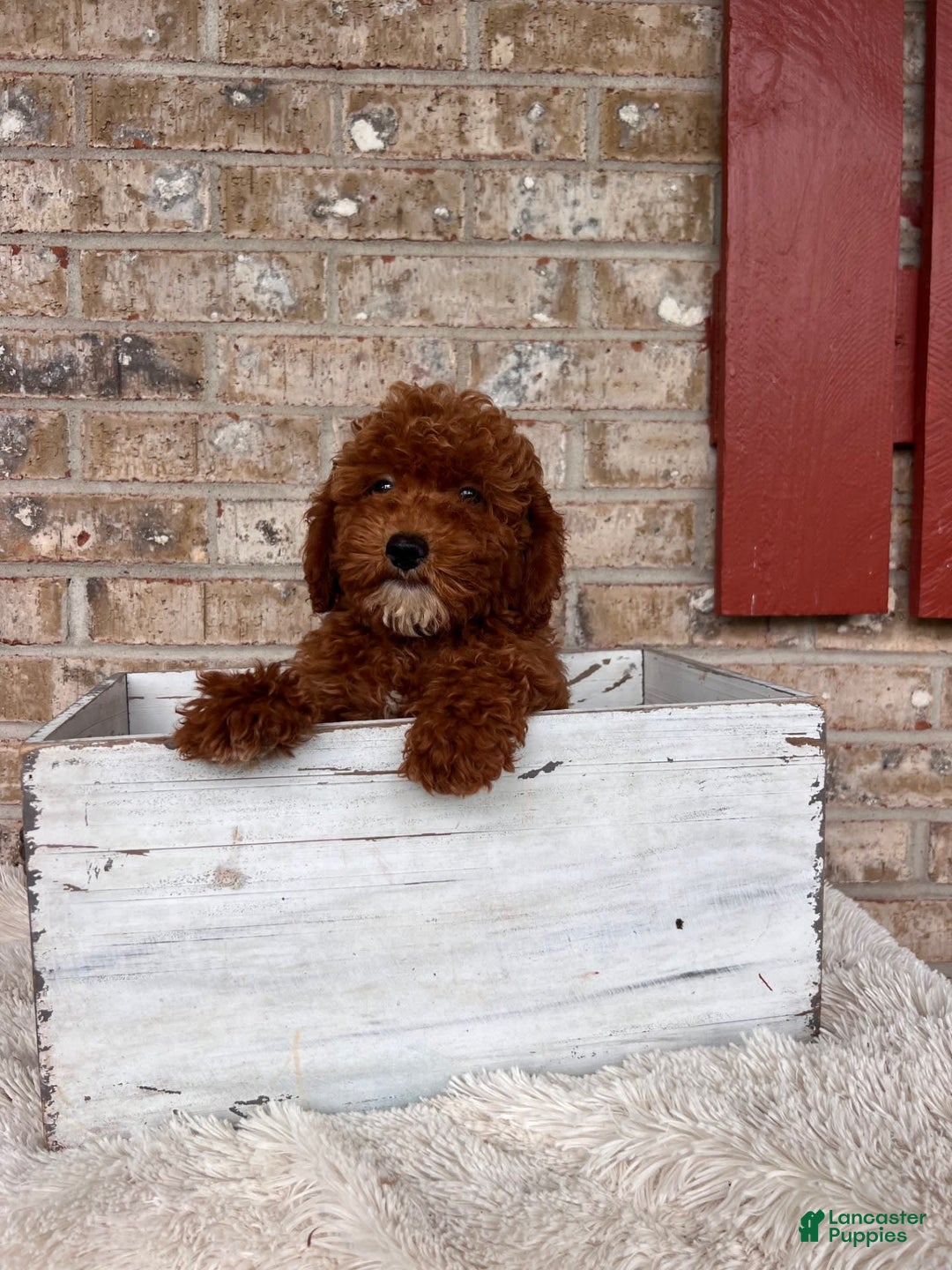  dogs for sale: Dallas - Image 6
