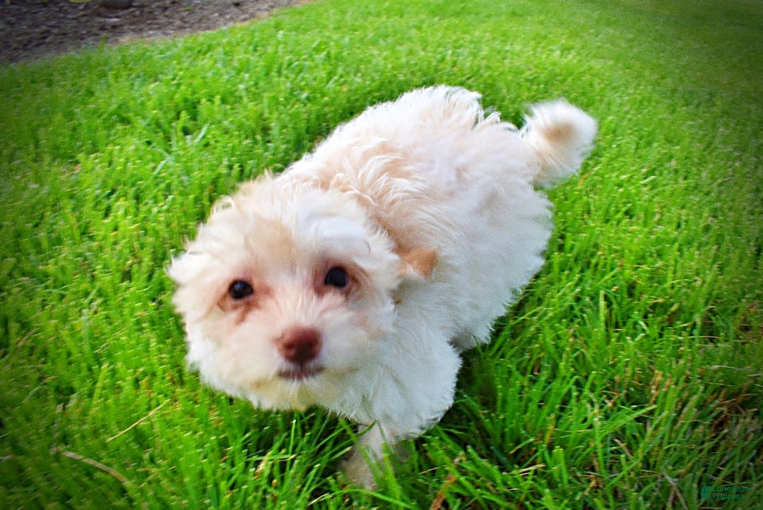 Havapoo dogs for sale: Vanilla - Image 10