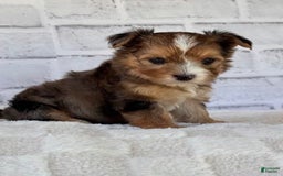 Morkie dogs for sale: Dema - Image 2