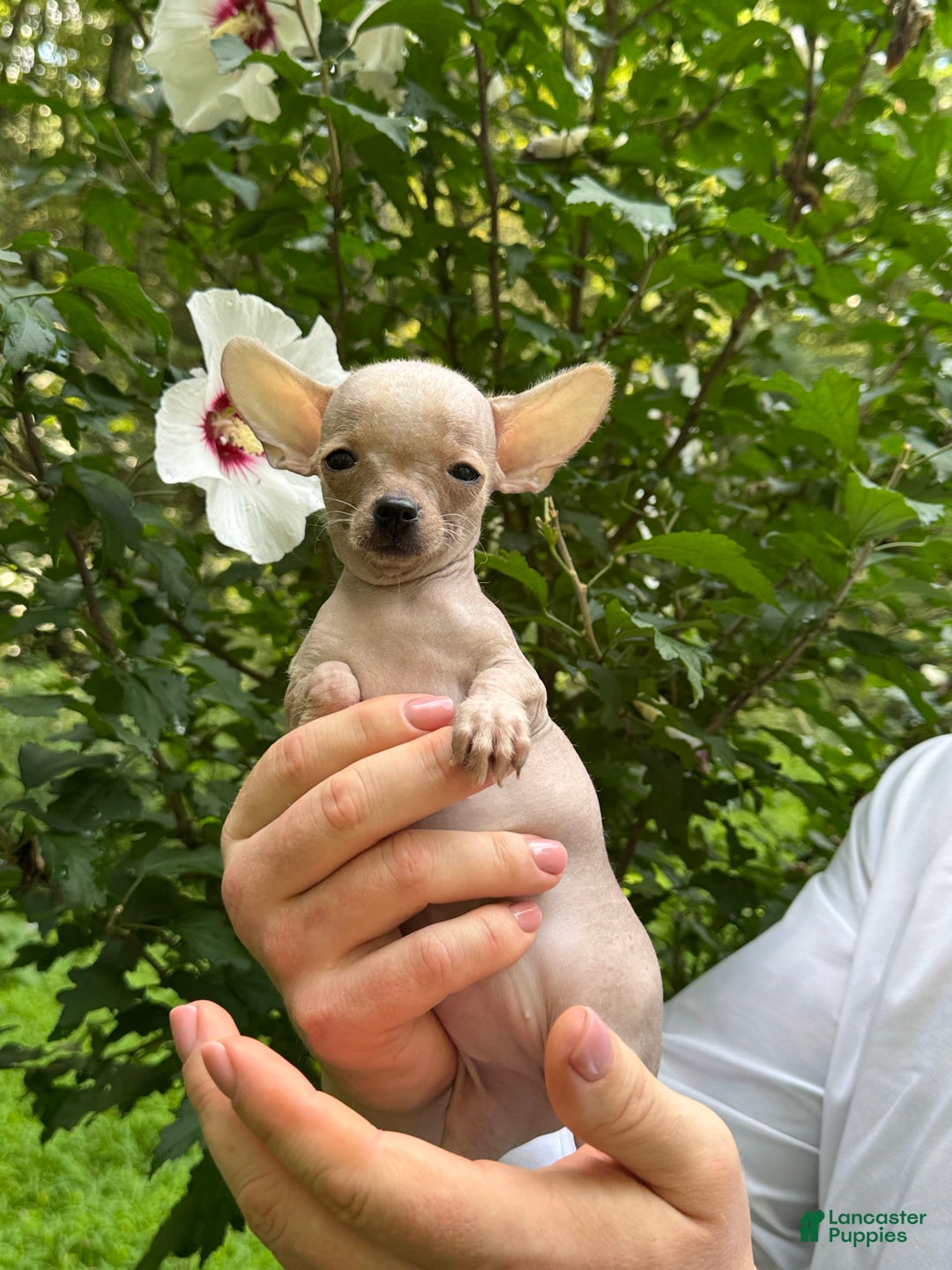 Chihuahua dogs for sale: Carinia - Image 5