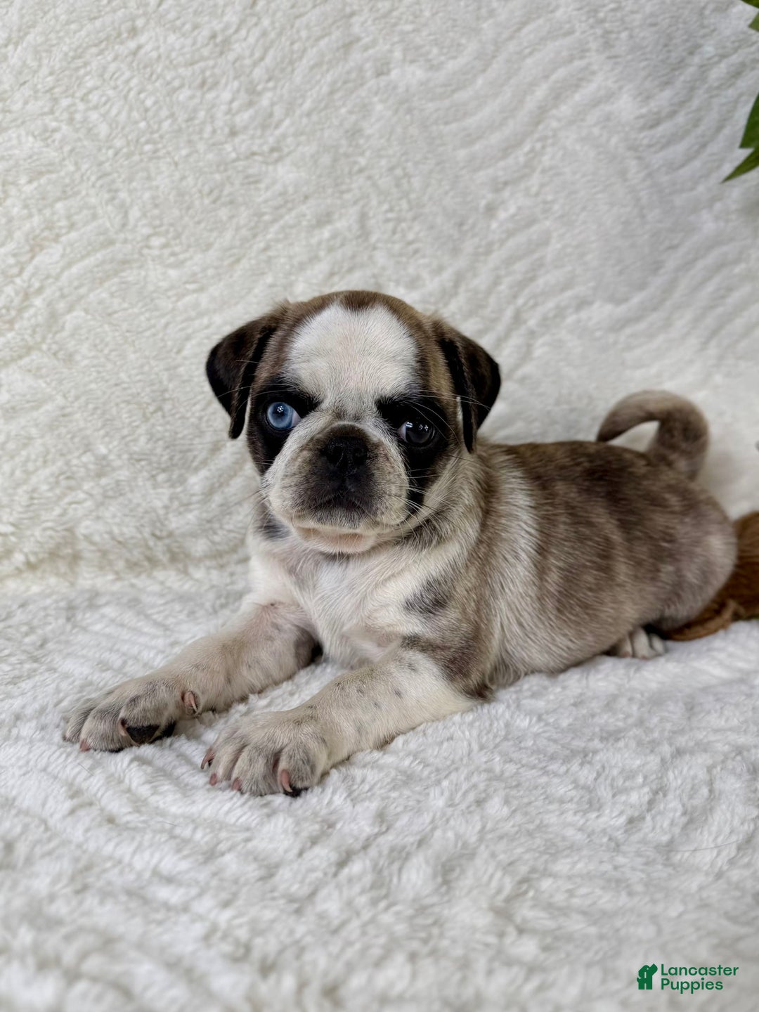 Pug dogs for sale: Phoebe - Image 4