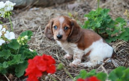 Miniature Dachshund dogs for sale: Whitney - Image 6
