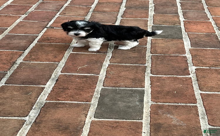 Maltipoo dogs for sale - Ad 4