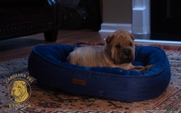 Shar Pei dogs for sale: Kola Ruunt - Image 1
