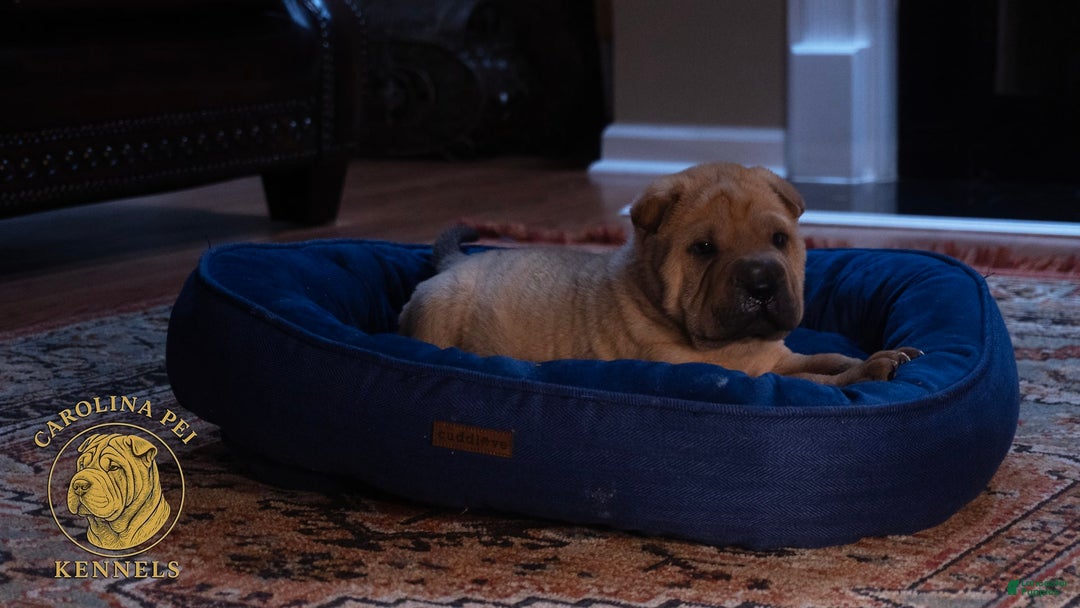 Shar Pei dogs for sale: Kola Ruunt - Image 1