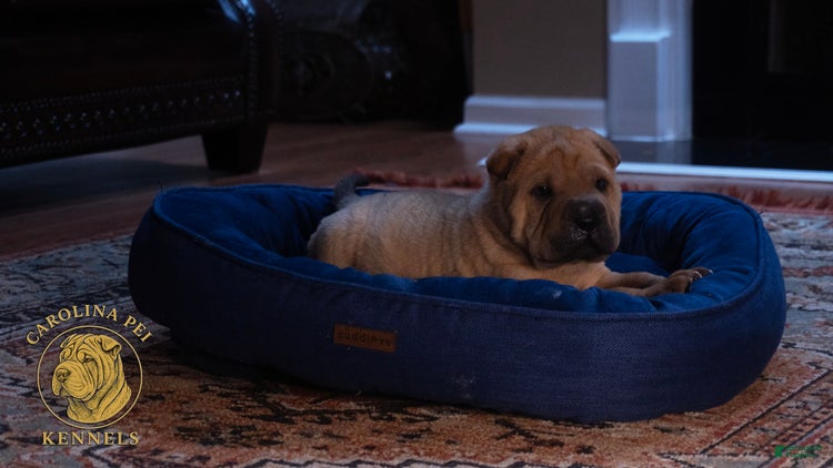 Shar Pei dogs for sale - Ad 4