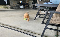 Labrador Retriever dogs for sale: Timmy - Image 6