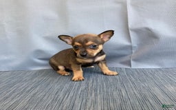 Chihuahua dogs for sale: Reggie - Image 8