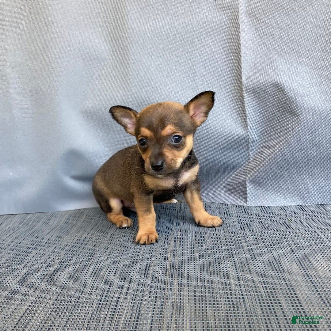 Chihuahua dogs for sale: Reggie - Image 8