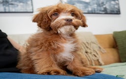 Cavapoo dogs for sale: Natalie - Image 3