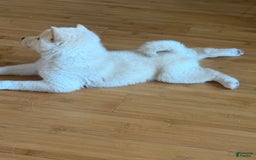 Shiba Inu dogs for sale: Jodi - Image 8