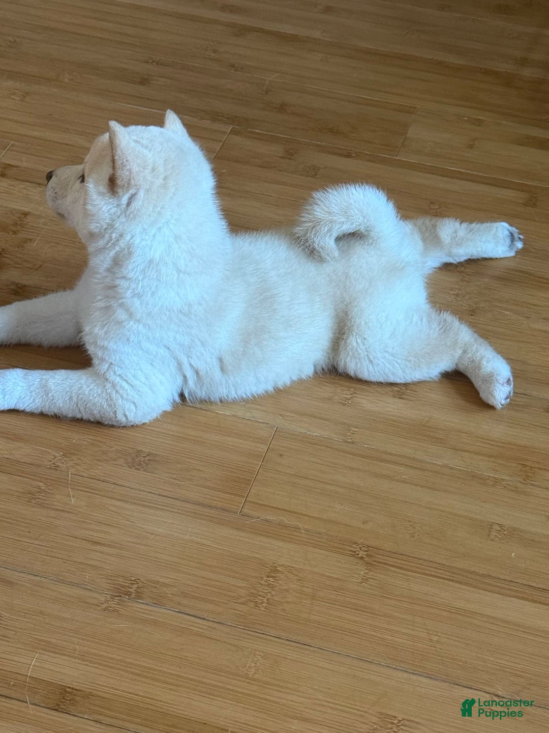 Shiba Inu dogs for sale: Jodi - Image 8