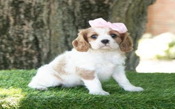 Cavalier King Charles Spaniel dogs for sale: Ruby - Image 8