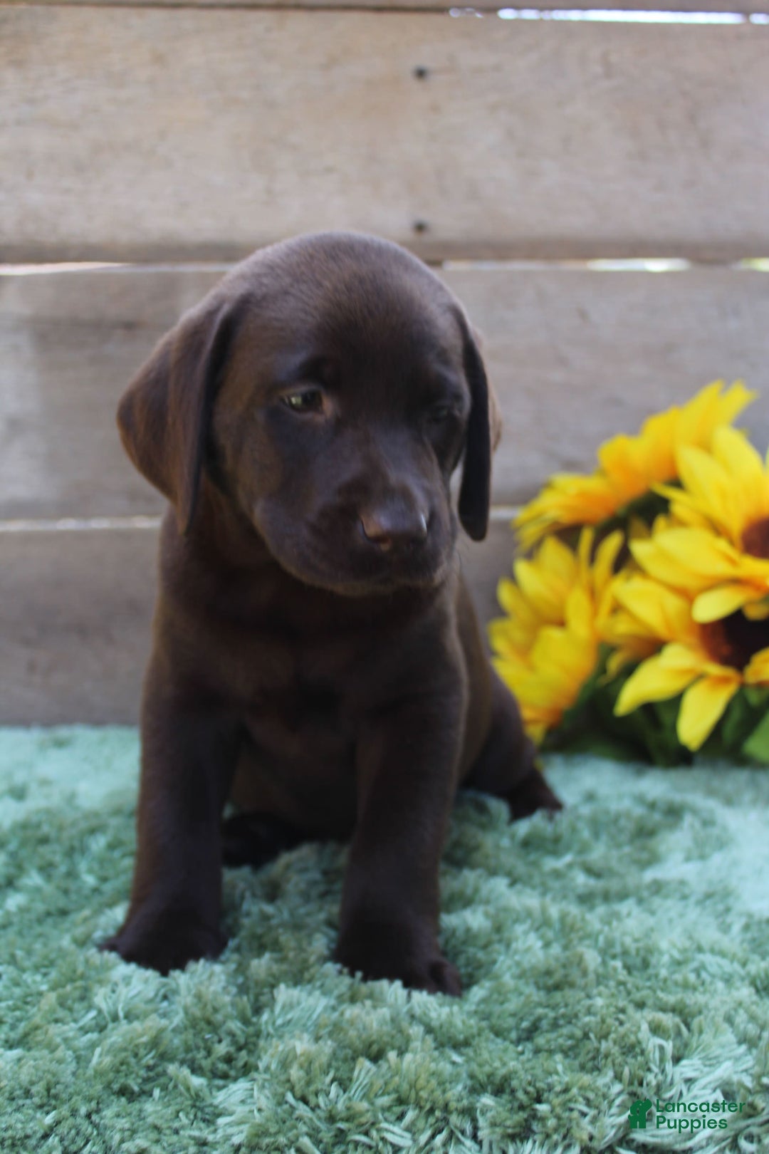 Labrador Retriever dogs for sale: Dixie - Image 1