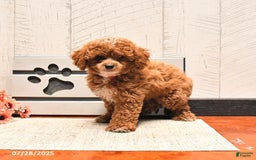 Miniature Poodle dogs for sale: Ziggy - Image 2