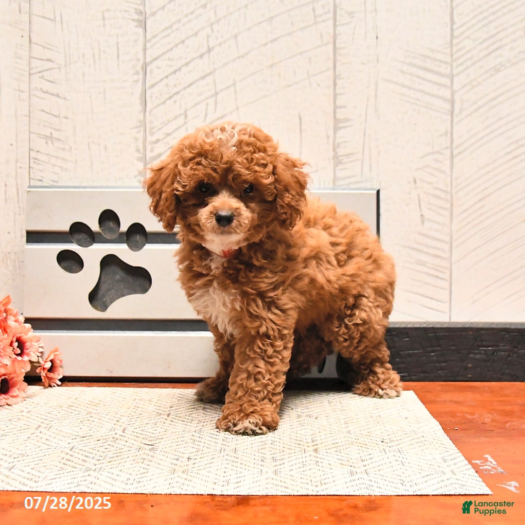 Miniature Poodle dogs for sale: Ziggy - Image 2