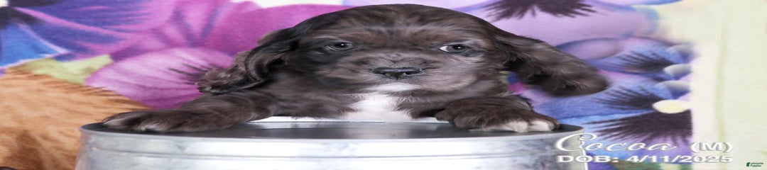 Cocoa