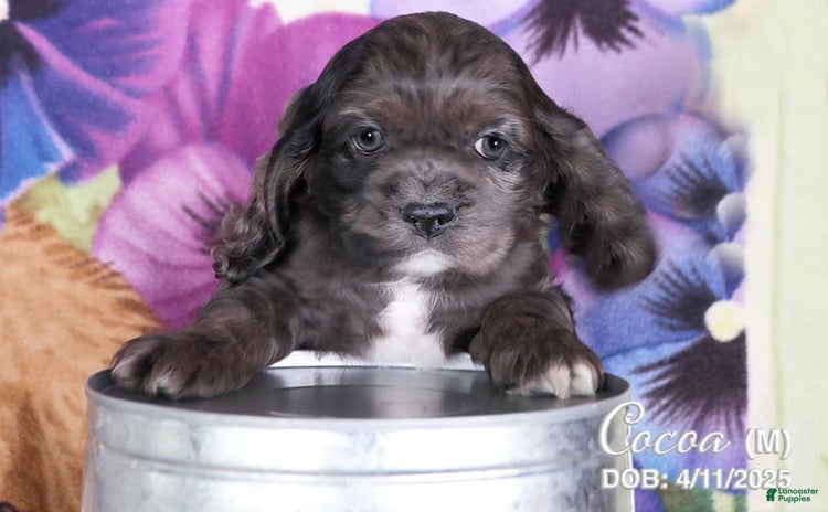 Cocker Spaniel dogs for sale - Ad 3