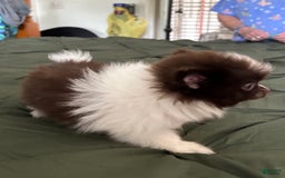 Pomeranian dogs for sale: Lexi Chocolate - Image 5