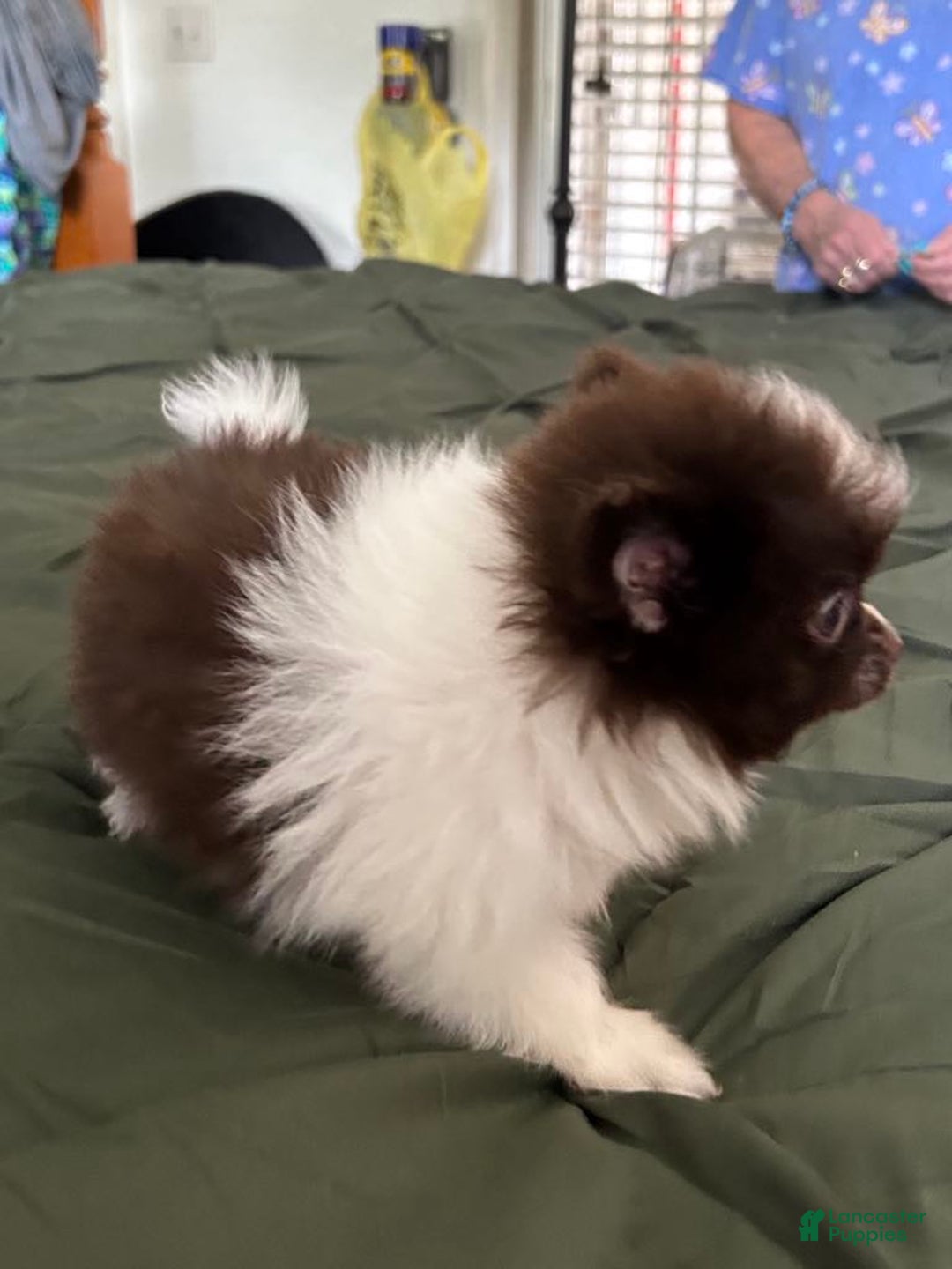 Pomeranian dogs for sale: Lexi Chocolate - Image 5