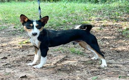 Basenji dogs for sale: Crow - Image 2