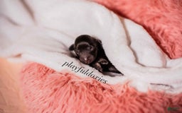 Miniature Dachshund dogs for sale: Black And Tan Girl - Image 2