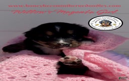 Mini Bernedoodle dogs for sale: Willows Magenta Girl - Image 8