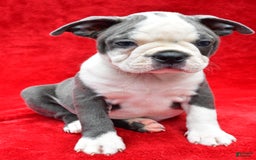 Boston Terrier dogs for sale: Jane - Image 9
