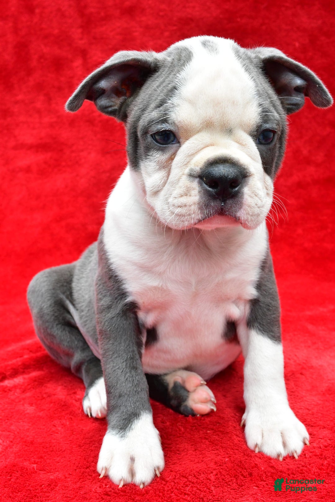 Boston Terrier dogs for sale: Jane - Image 9