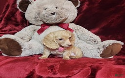 Miniature Dachshund dogs for sale: RAYA - Image 7