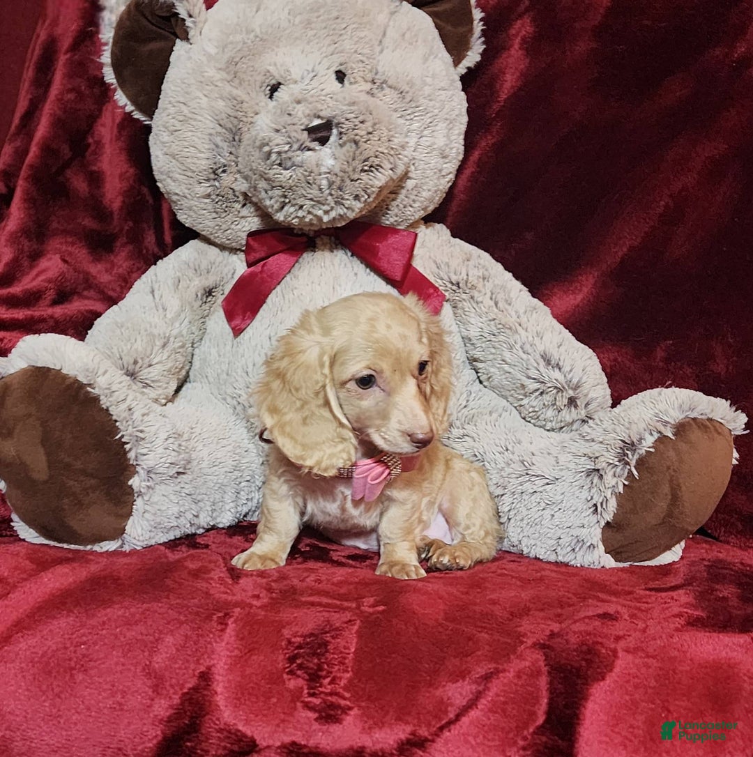Miniature Dachshund dogs for sale: RAYA - Image 7