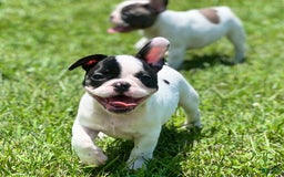 French Bulldog dogs for sale: Millie - Image 5