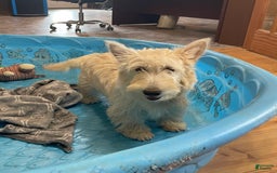 Scottish Terrier dogs for sale: Simone - Image 1