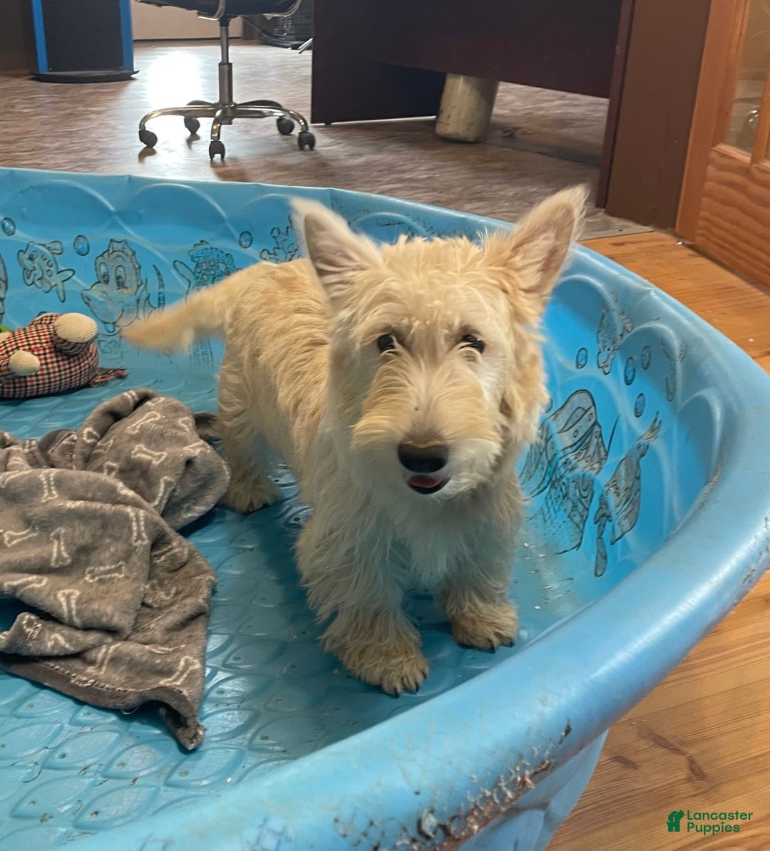 Scottish Terrier dogs for sale: Simone - Image 1