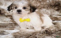 Teddy Bear dogs for sale: Tommy - Image 7