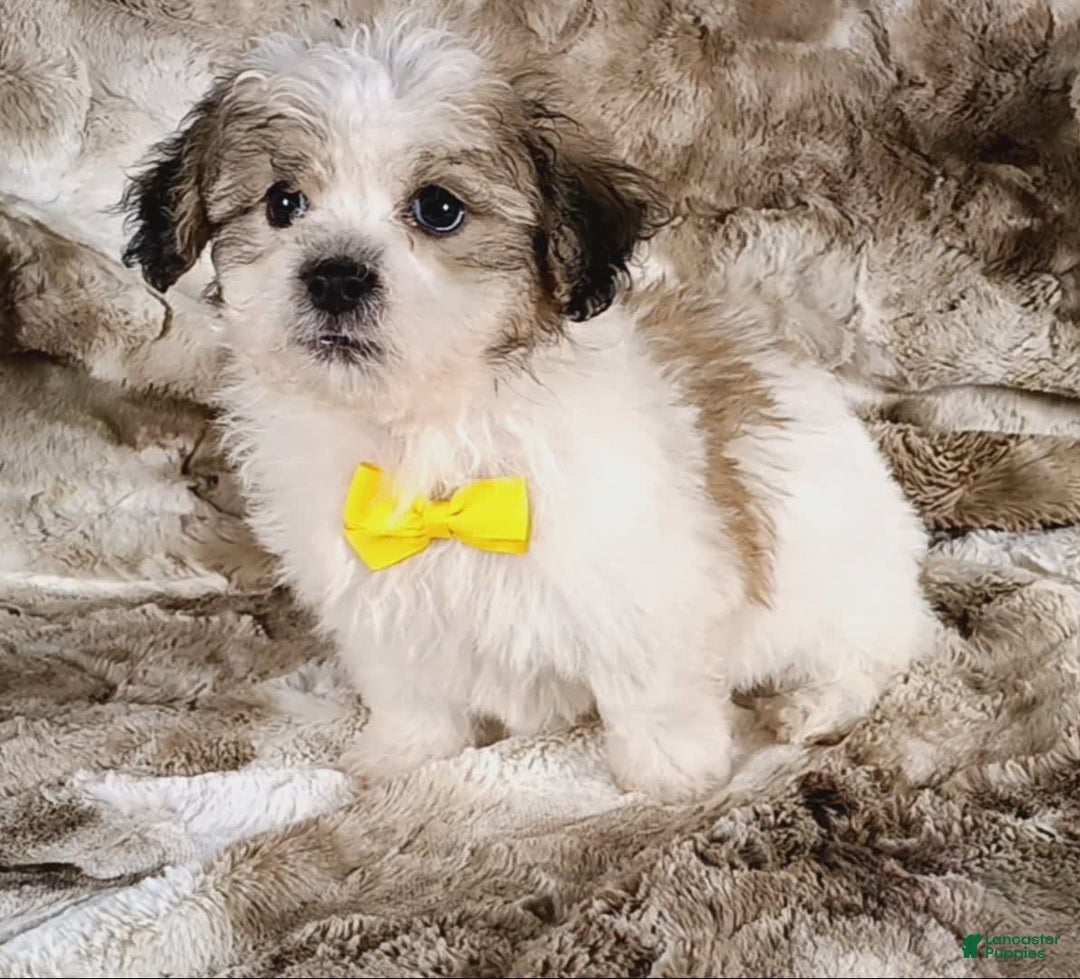 Teddy Bear dogs for sale: Tommy - Image 7