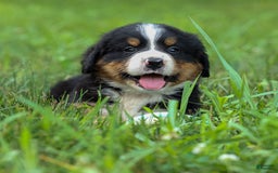 Bernese Mountain Dog dogs for sale: Seth - Image 7