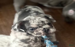 French Bulldog dogs for sale: Scarface - Image 2